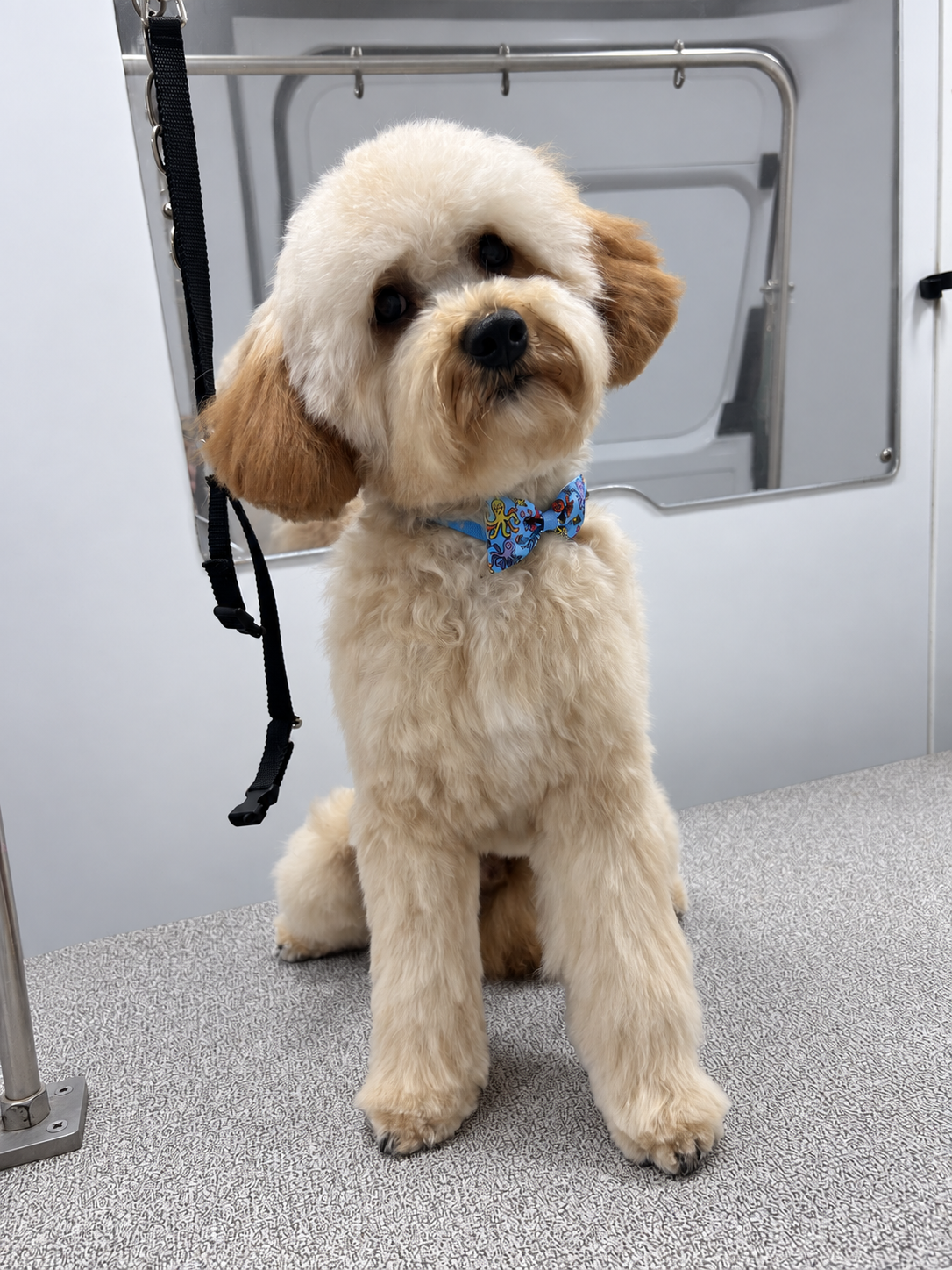After grooming 1