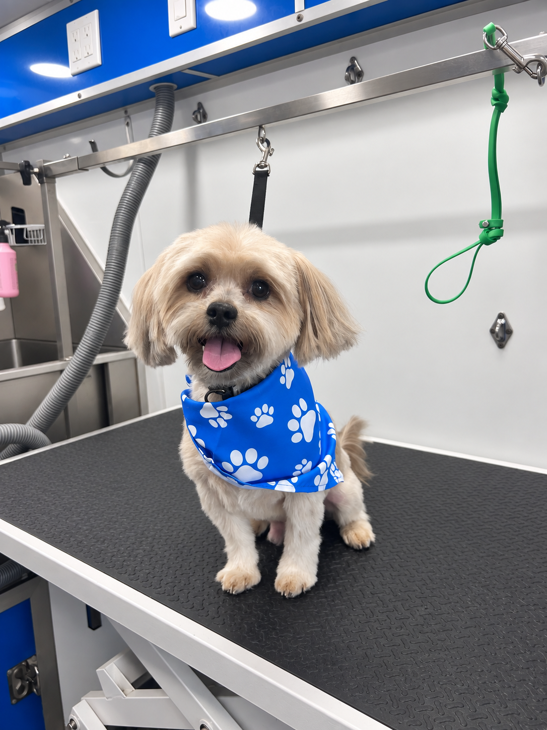 After grooming 2