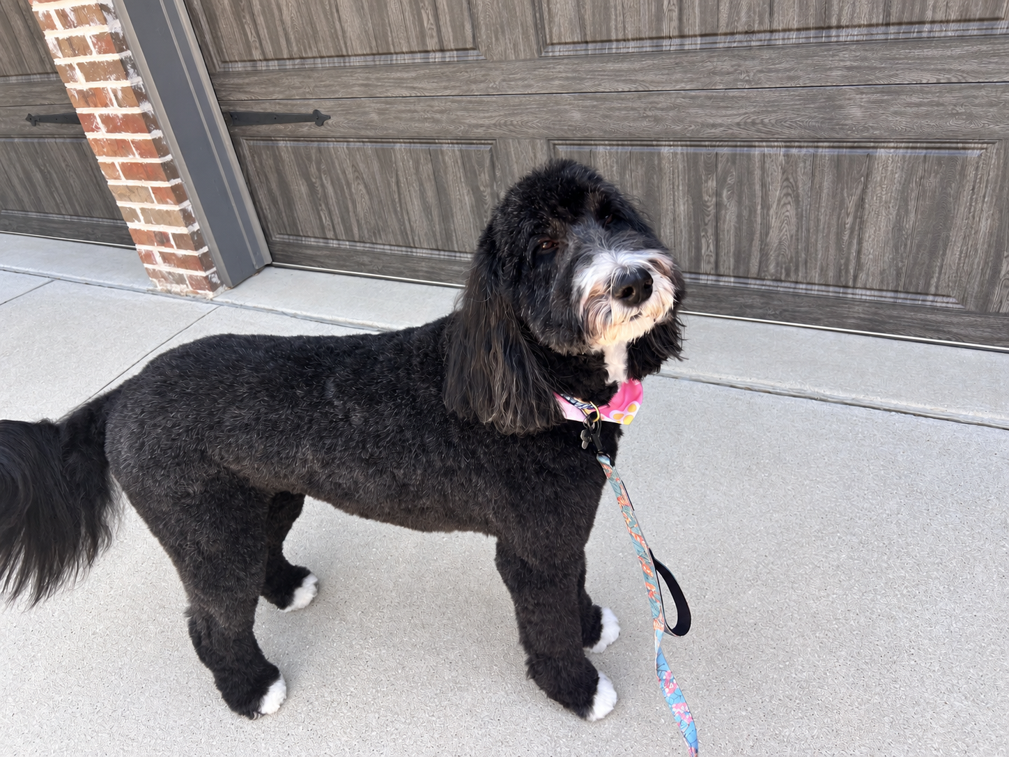 After grooming 3