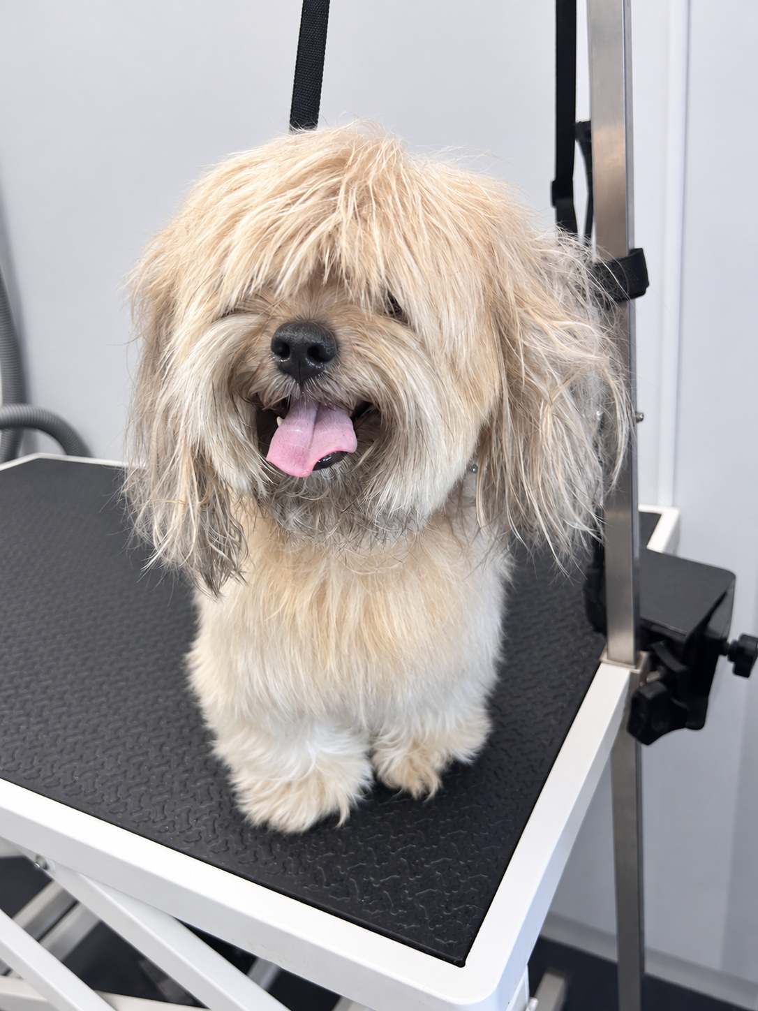 Before grooming 2