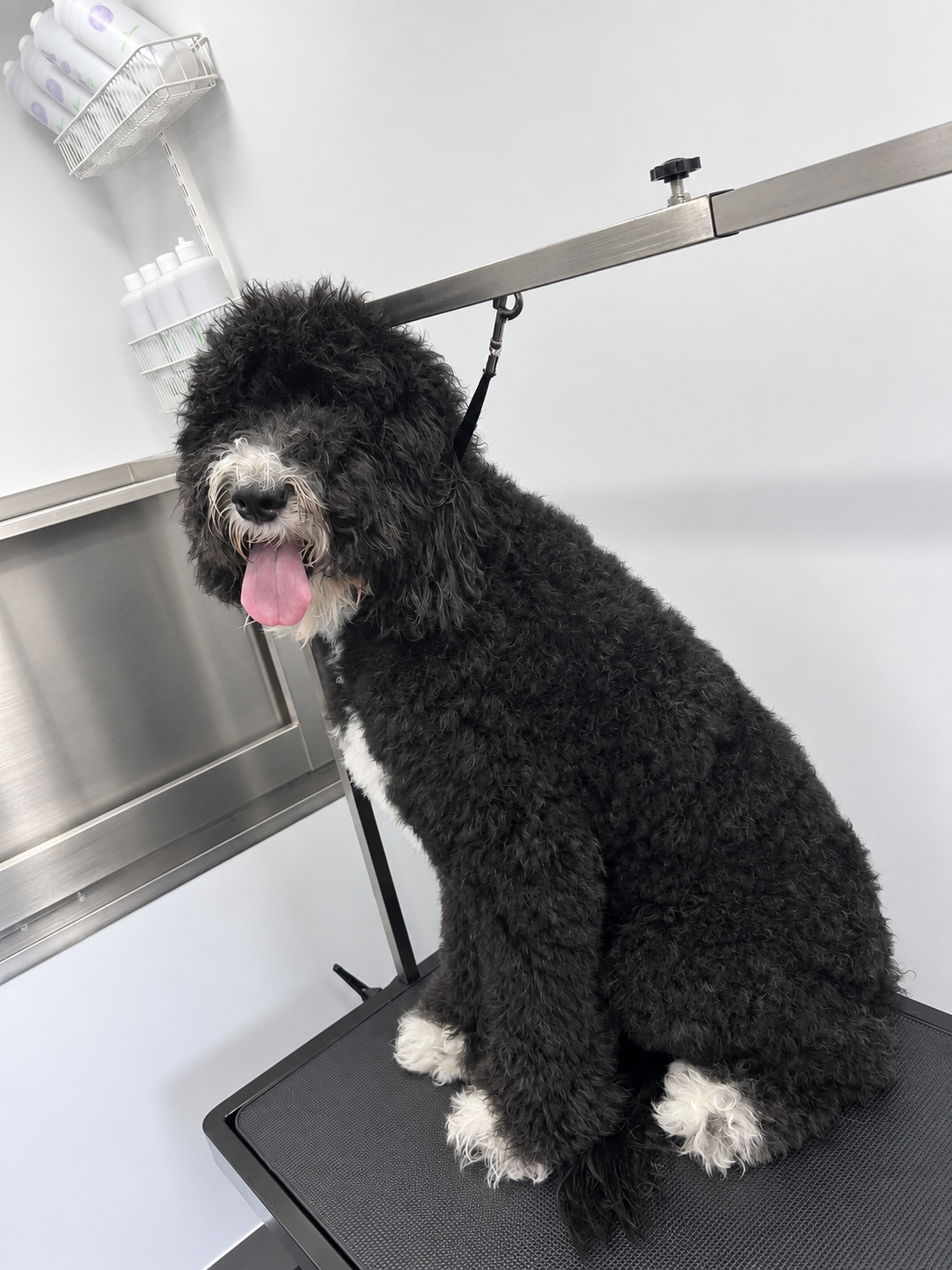 Before grooming 3