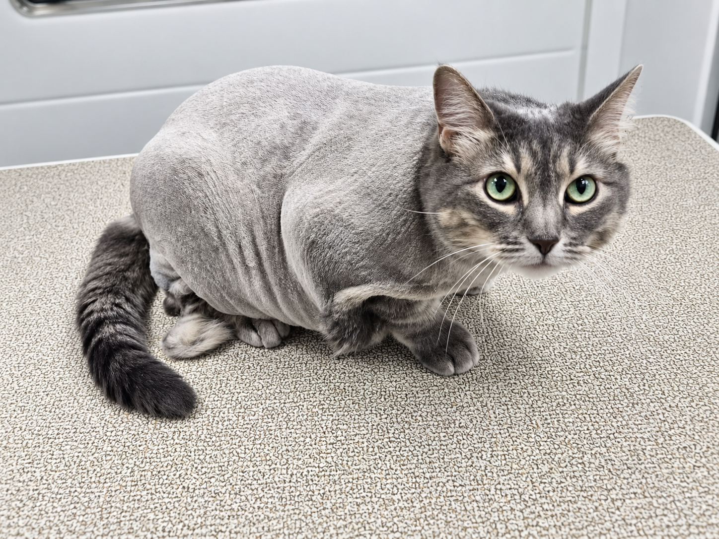 Cat grooming photo 2