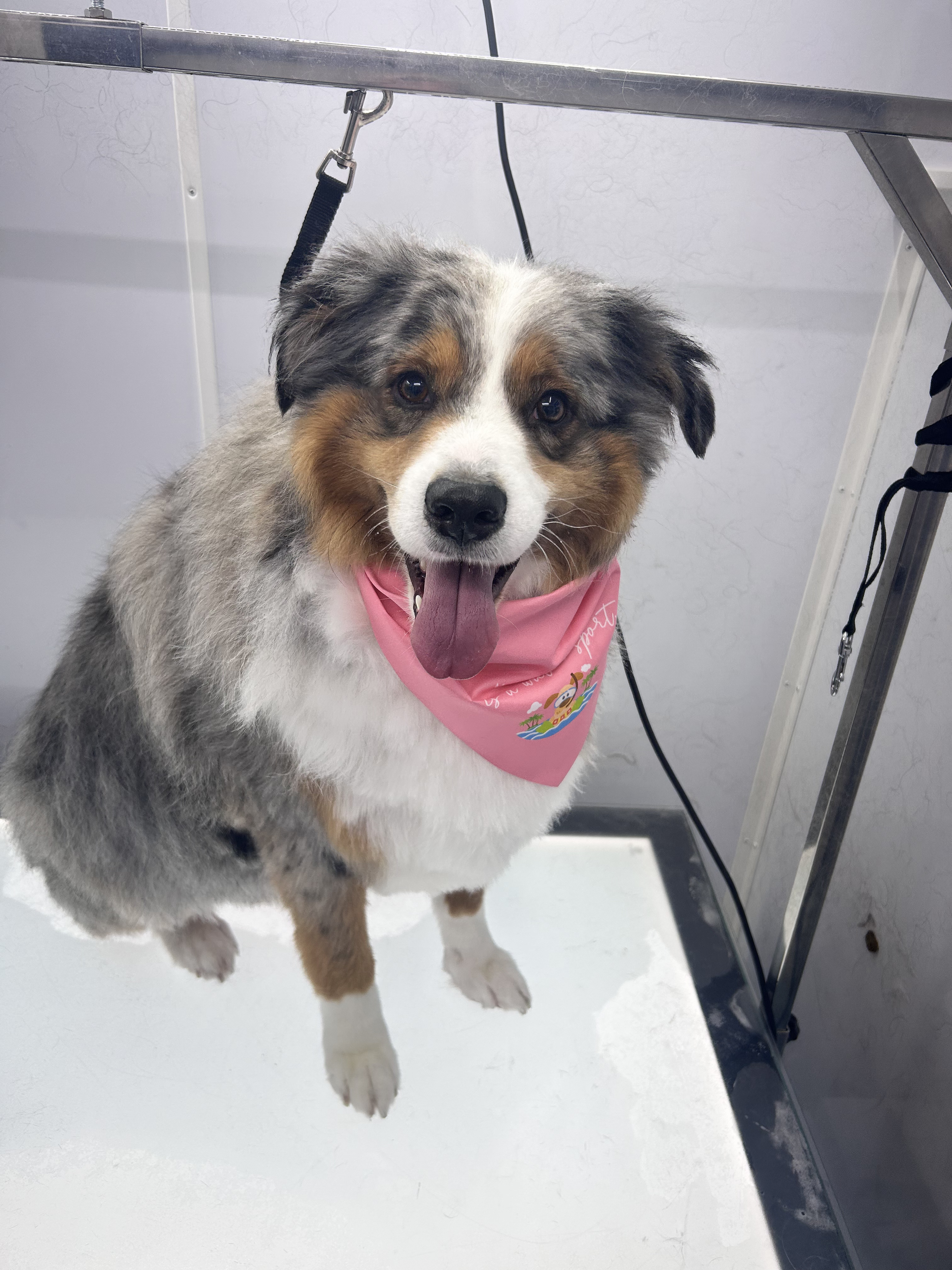 Grooming photo 1