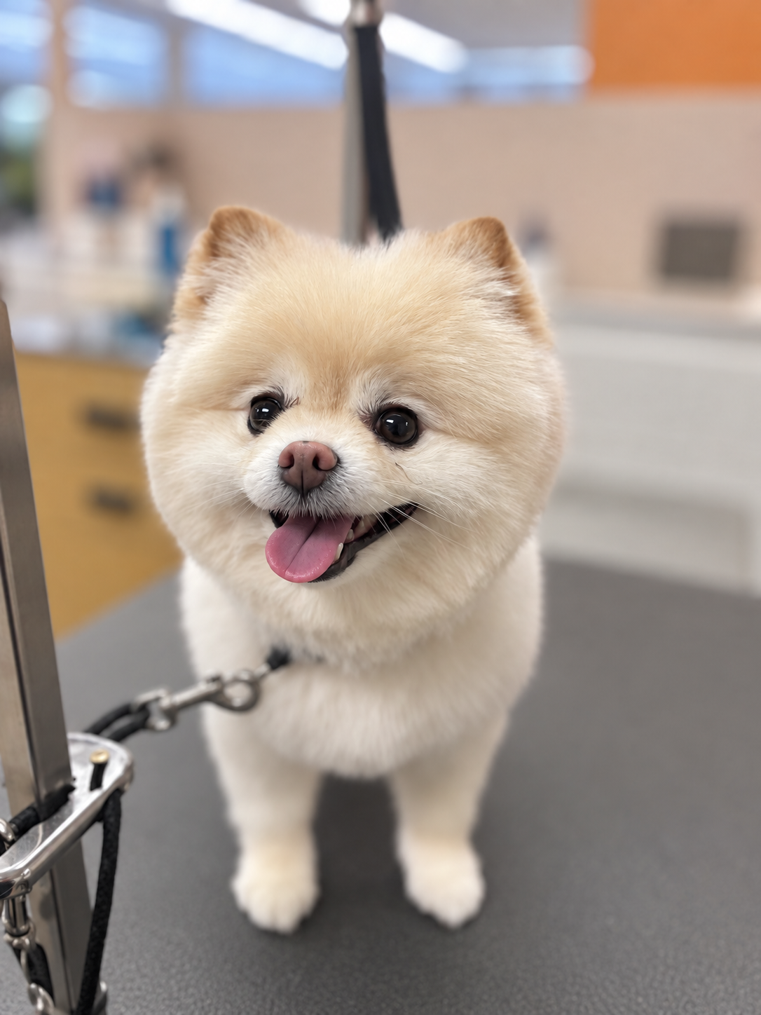 Grooming photo 4