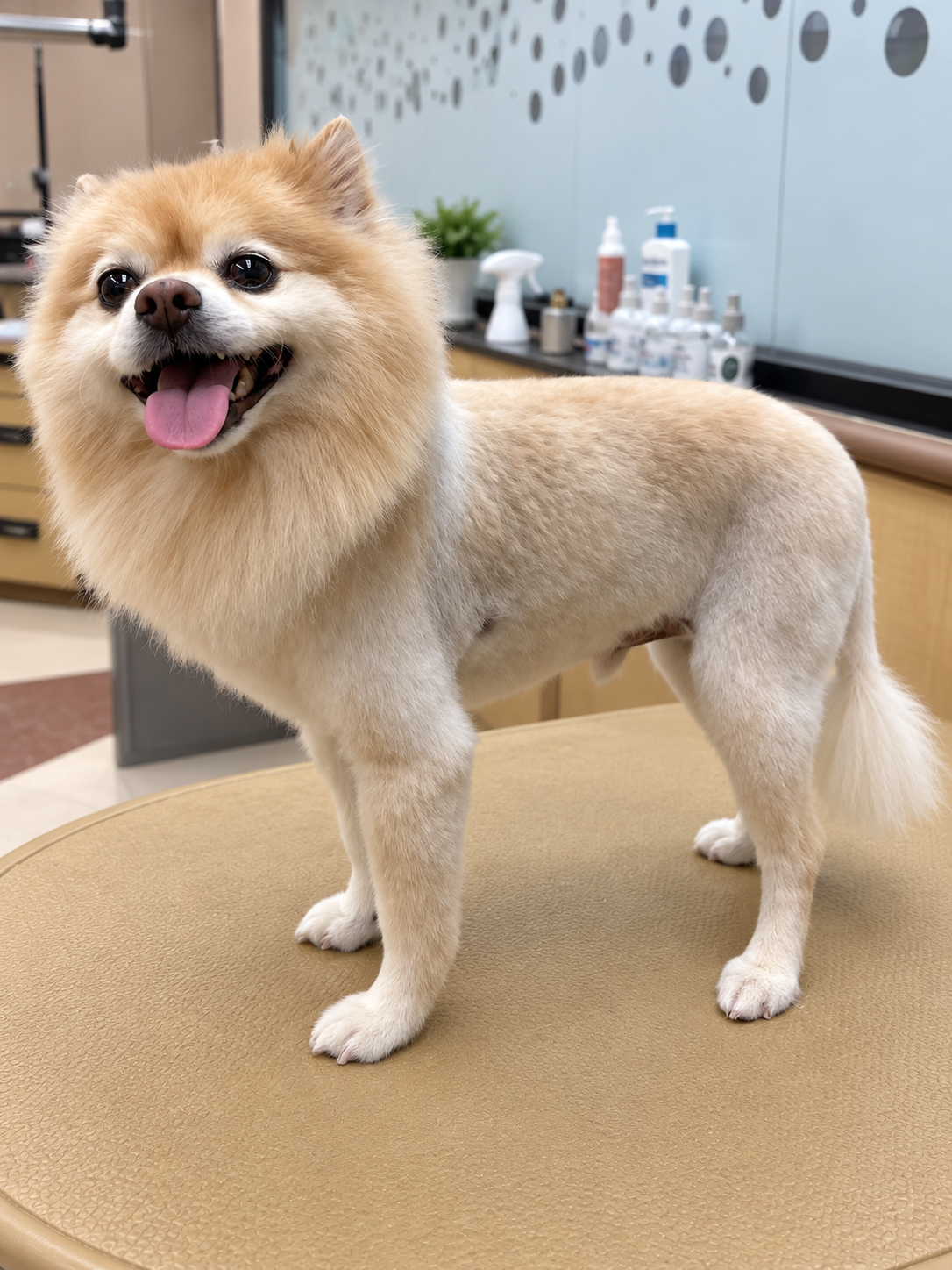 Grooming photo 5